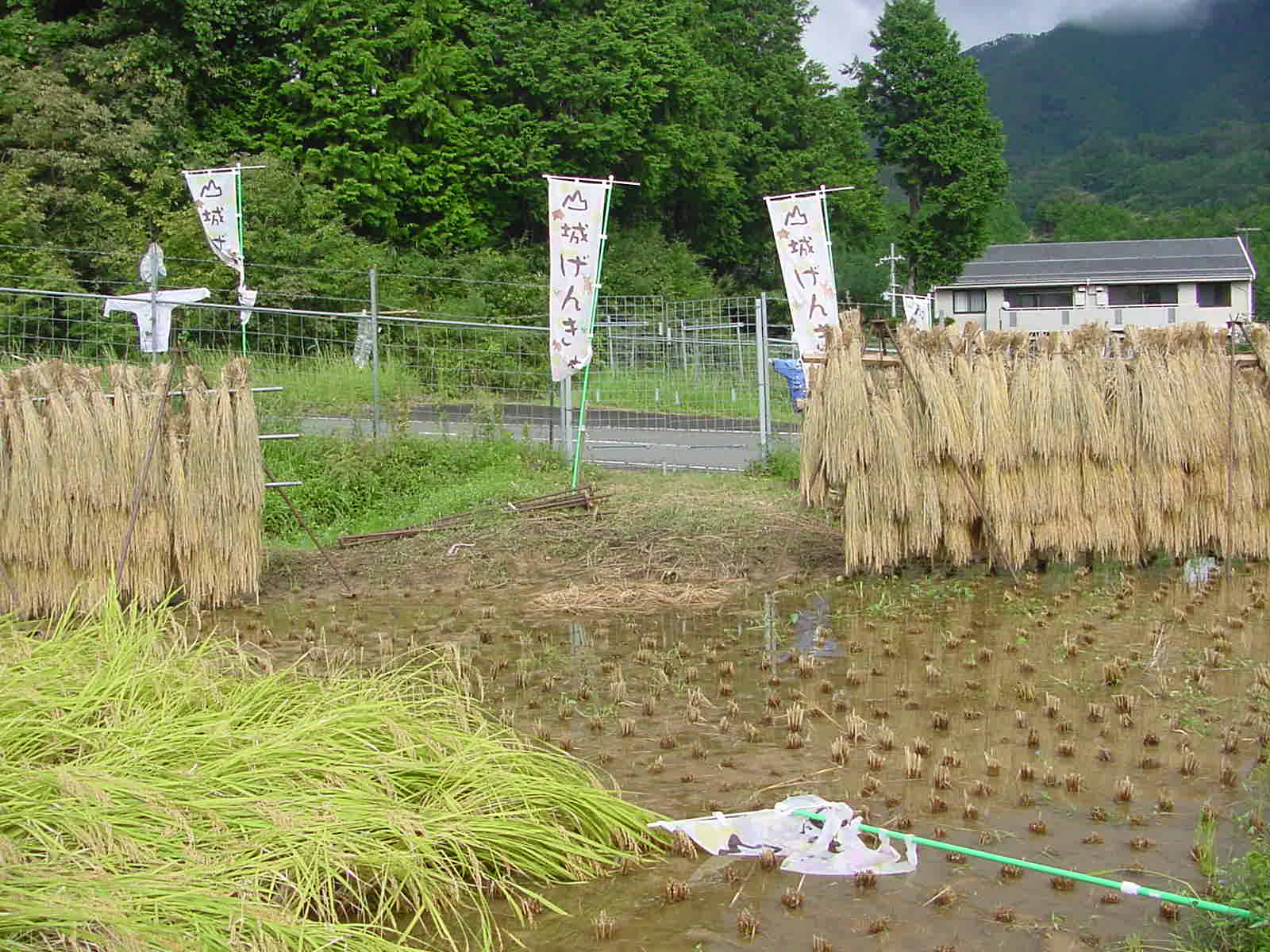稲刈りが出来ました