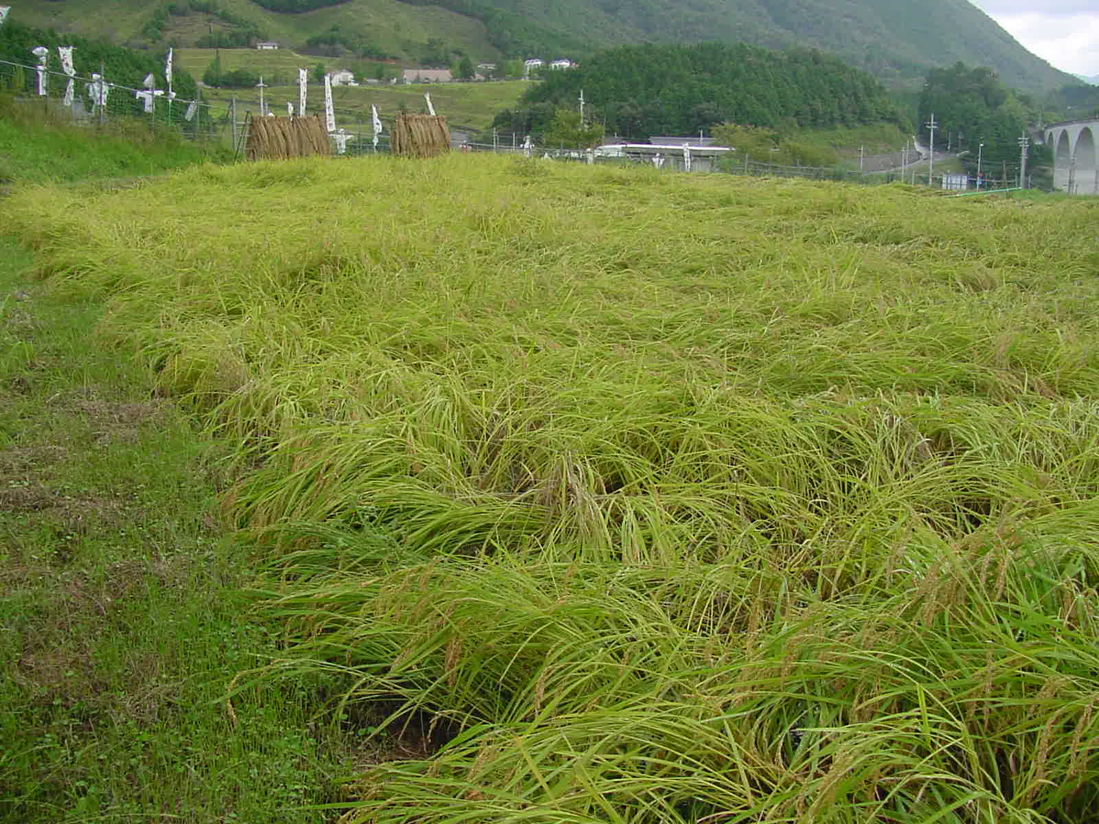 田圃のほとんどの稲は倒れてしまいました