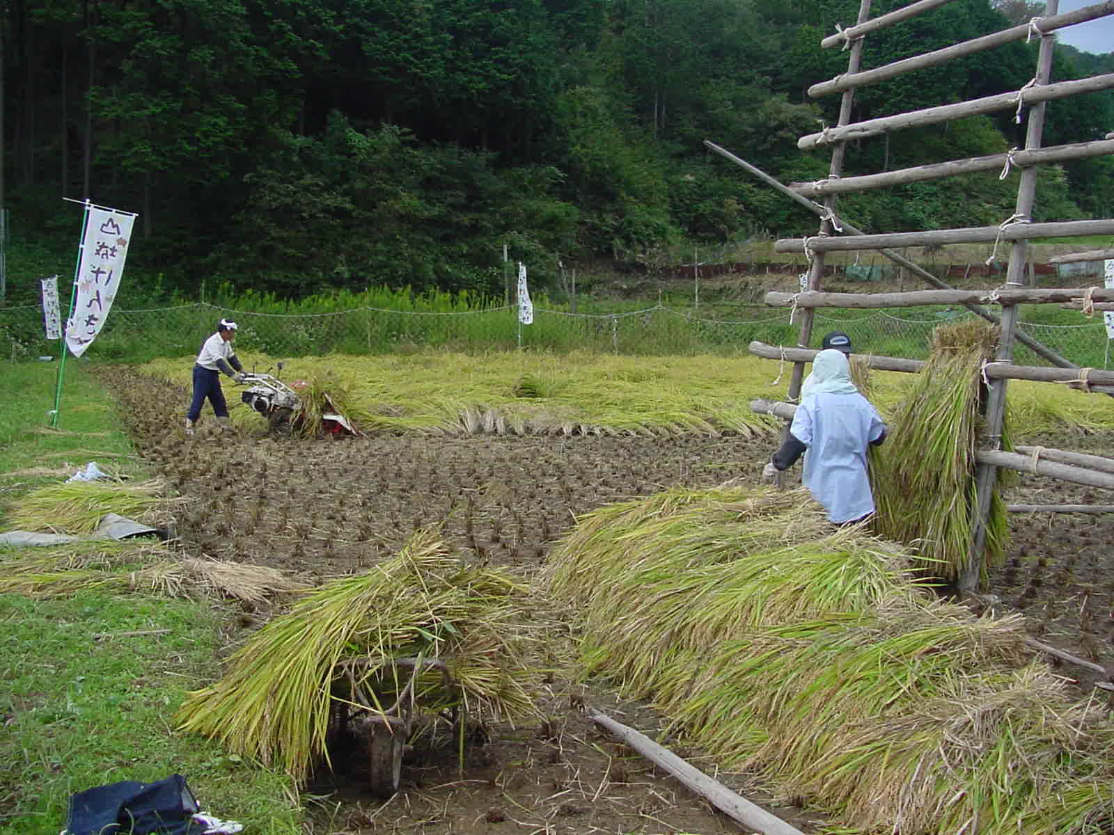 稲掛け（いねかけ）、稲機（いなばた）、稲架（はさ）など