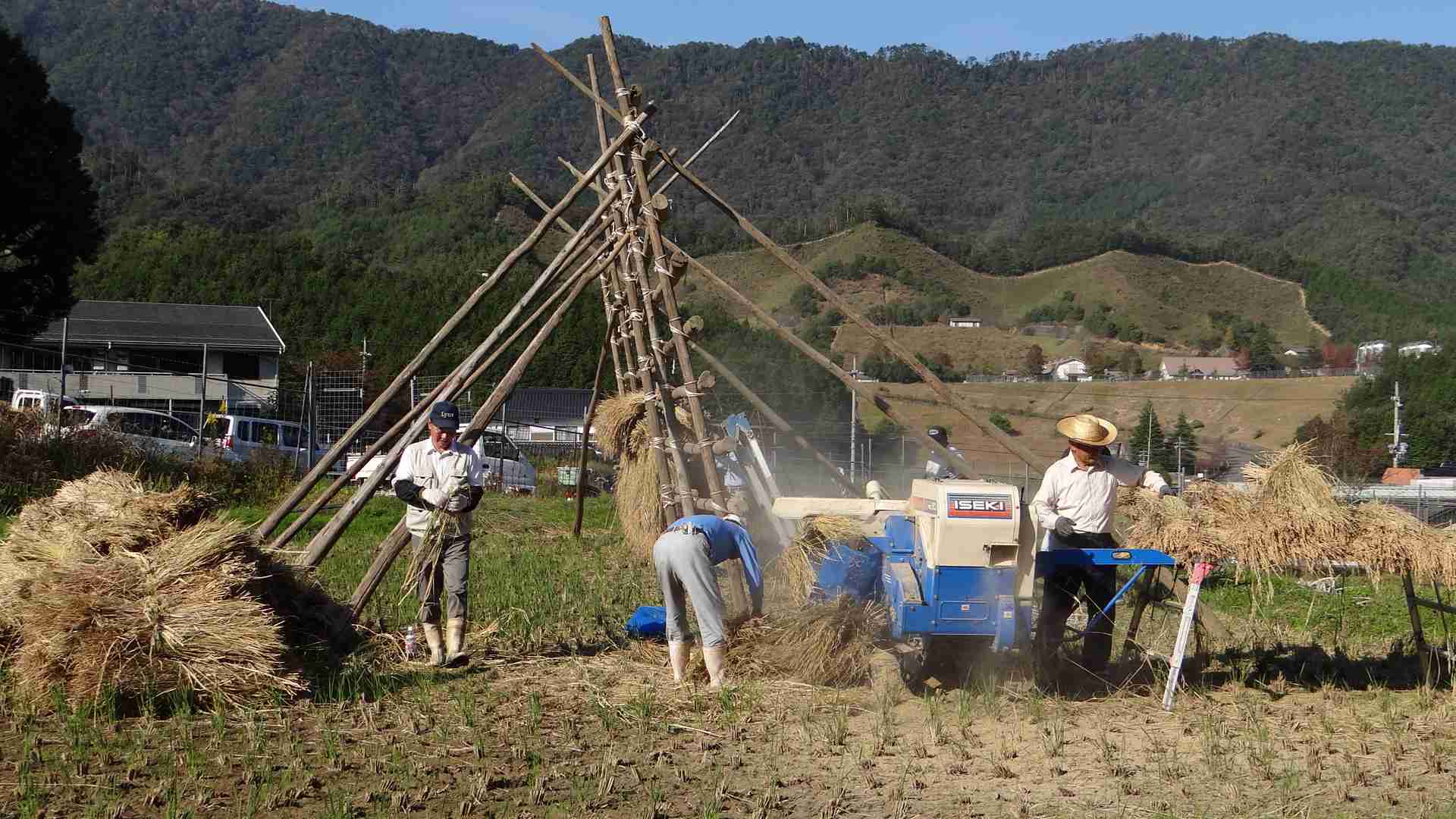但馬地方では、八段くらいの稲木が多い
