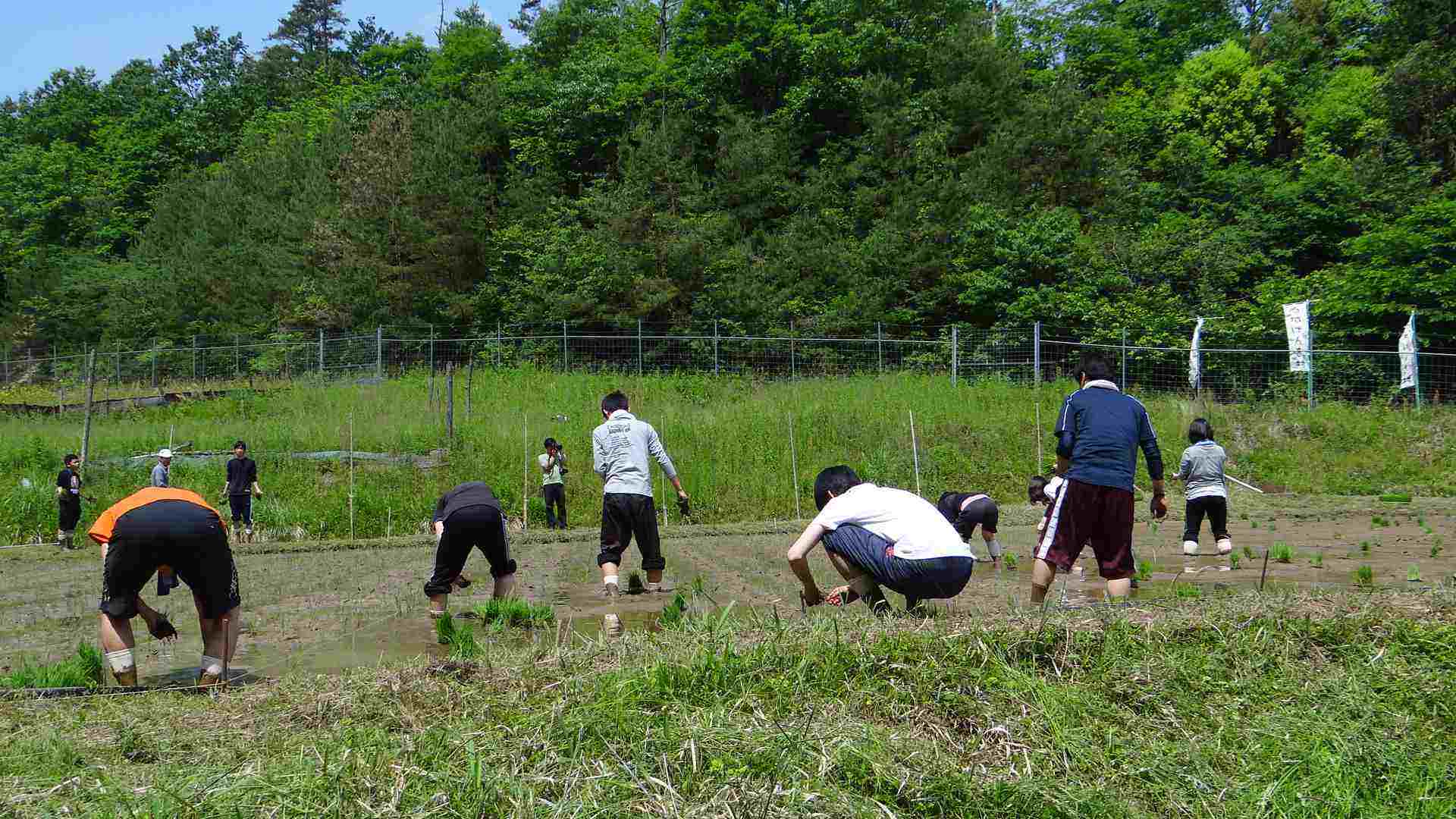 田植え実習