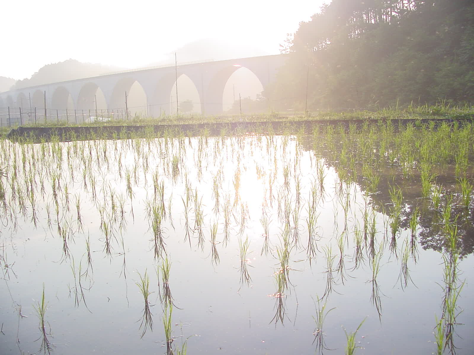 田圃のむこうに見えるのは、「虎臥城(とらふすじょう)大橋」と呼ばれている播但連絡道の橋脚です。連続アーチを描く美しい橋で、田舎道に突如として出現する光景に一瞬驚かれるかもしれません。ヨーロッパのドイツなんかの光景と錯覚しそうな景観です。　この橋は、すぐ近くの竹田城にちなんで竹田城の別名をもらっています。
